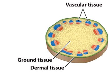 Ground Tissues Have Many Essential Roles Support: Pressure from water within the cells acts as a skeleton