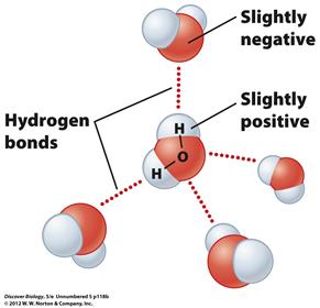 that make one end of the molecule slightly negative and the other end slightly positive Hydrogen bonds form