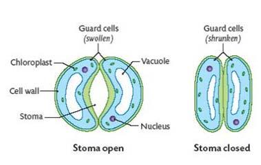 molecules maintains a continuous water column in the xylem. Stoma Stomata and Transpiration The stomata can also regulate transpiration.