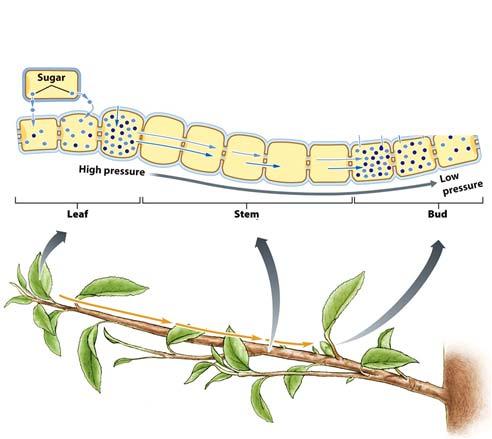 Phloem Transport Is Driven by Osmosis Using energy the plant pumps sugar from photosynthesis into the phloem cells in the leaves Phloem Transport Is Driven by Osmosis Through osmosis water rushes