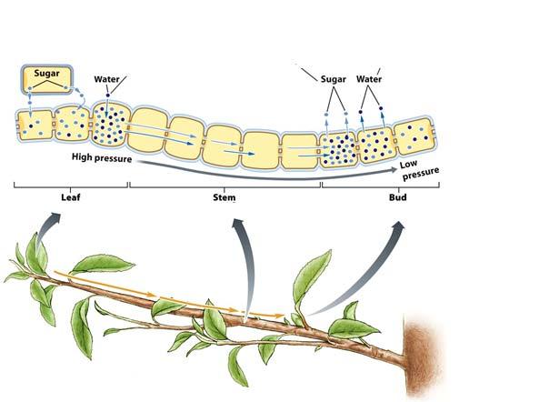 Phloem Transport Is Driven by Osmosis Cells that are respiring pull the sugar out of the phloem cells.