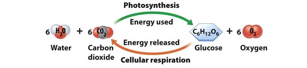 s energy to grow They use sunlight, CO 2, and H 2 O to make sugars that will be used by the plant cells for cellular energy How Plants Use the Energy they Make Cellular Respiration: Energy Released