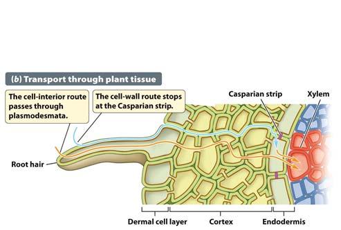 root hairs and travel from one cell s cytosol to another s Absorbing Nutrients from the Soil Roots also