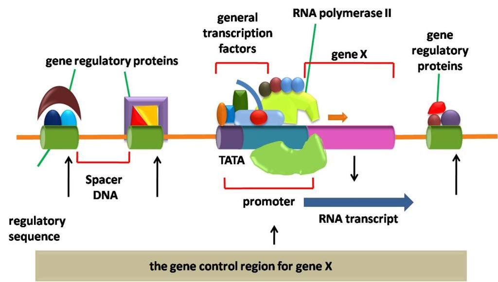 Fig 2: Factors that influence the regulation of a typical gene X A variety of structural motifs present in transcription factors interact with DNA at specific sequences.