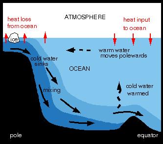 Thermohaline Circulation Surface water flows northward. Cooler, denser (higher salinity) water sinks at poles.