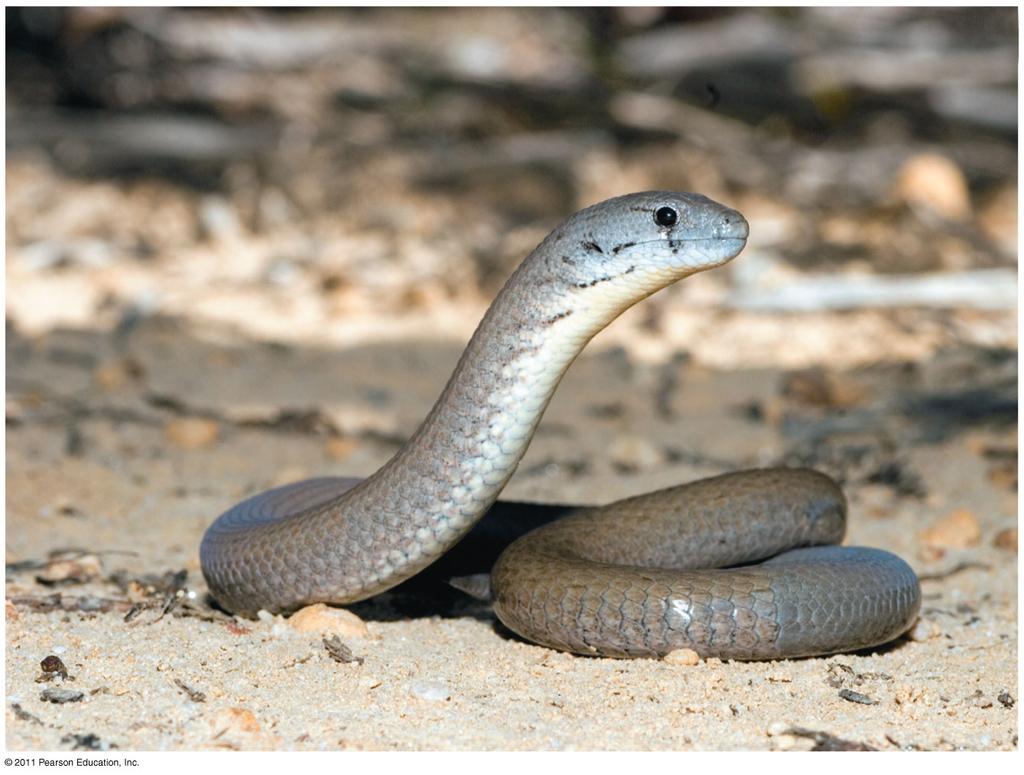 Jackson hapter 6 Phylogeny and the Tree of Life Overview: Investigating the Tree of Life Legless lizards