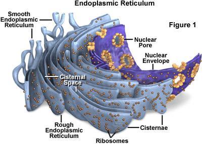Endoplasmic Reticulum Passageways that carry proteins and other materials from one part of the cell to another. It is connected directly to the nuclear membrane.