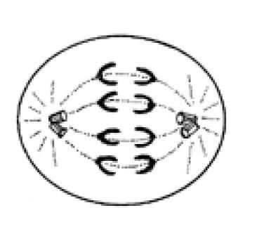 5. Diagram 4 shows a phase in mitosis. Diagram 6 Diagram 4 What is this phase? Which of the cell is produced by the cell division?