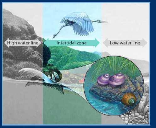 Wetlands are among the most productive ecosystems on Earth, exceeded only by tropical rain forests and coral reefs. Freshwater Biomes (Video Clip) 3 zones 1.