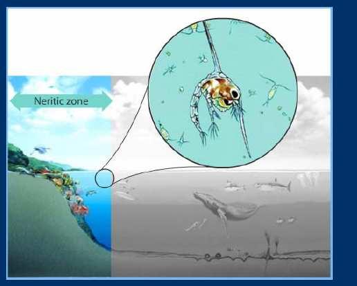 Neritic Zone (Video Clip) Shallow marine environment near the shore or over the continental shelf that is rich in minerals and nutrients produced by biotic activity Marine Communities: Surface of the