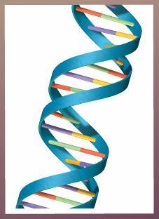 d. DNA s Structure i. The Double Helix 1. Remember: James Watson and Francis Crick modeled DNA's 3-D structure with tin and wire that formed a twisting shape called a double helix. 2.