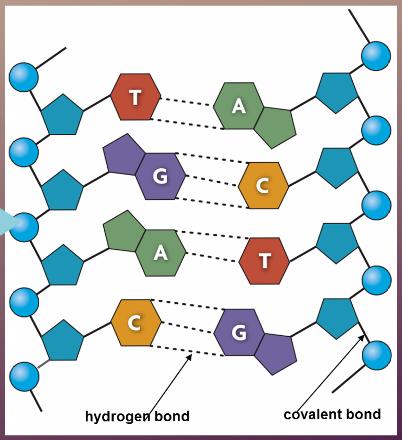 Individual structures of the nitrogenous bases determine very specific pairings between the nucleotides of the two strands of the double helix.