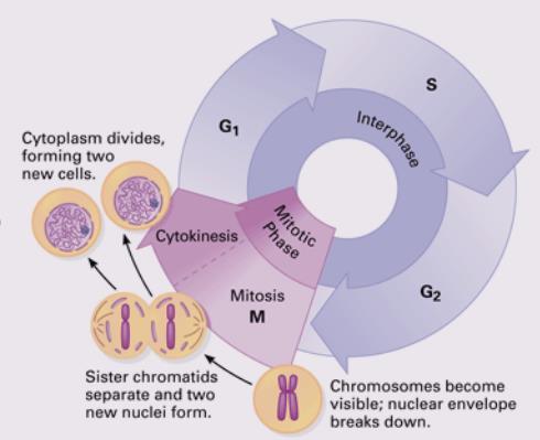 b. Interphase i. 90% of a cell's life is spent in interphase. ii. Interphase: the stage during which a cell iii. G1 S G2 1. Gap 1 (G1) phase: 2.