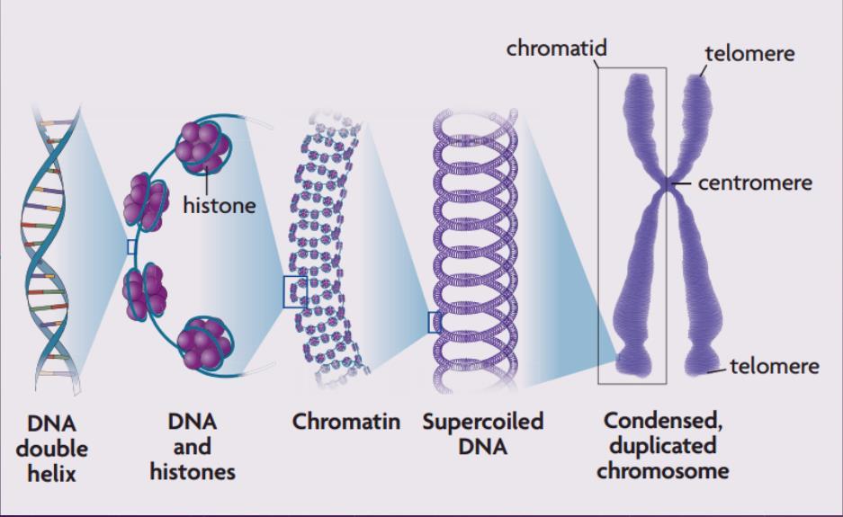 vi. Once separated from its sister, each chromatid is considered a