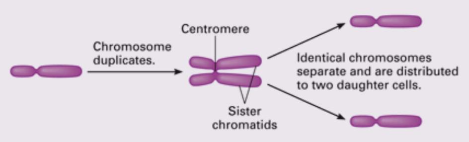 Humans have pairs of chromosomes in their cells.