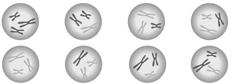 Differences between meiosis I and mitosis Meiosis-I Prophase I: Homologs pair up. Mitosis Prophase: Homologs do not pair. Crossing over between homologous chromosomes.