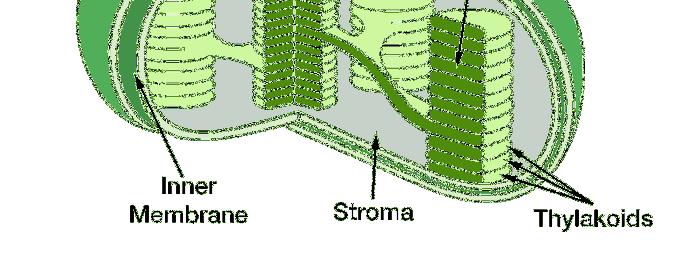 stroma of the chloroplasts Stroma is the fluid in