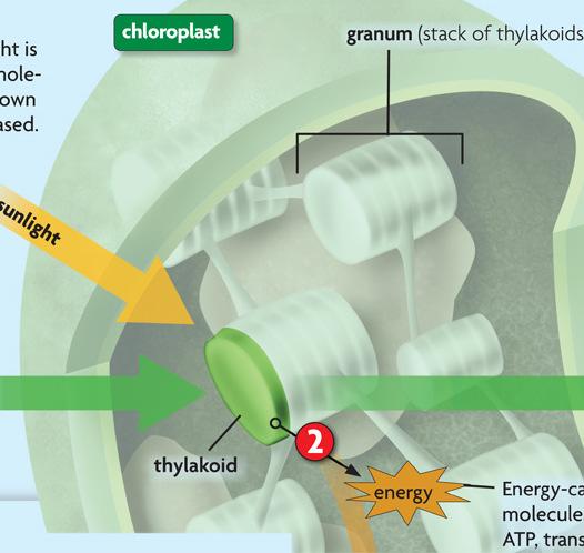 Cells need energy for Photosynthesis & Respiration ATP is the energy molecule