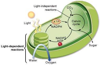 Photosynthesis occurs in the Chloroplasts (organelle) 2 Stages of Photosynthesis: Light Reactions Dark Reactions What is found inside