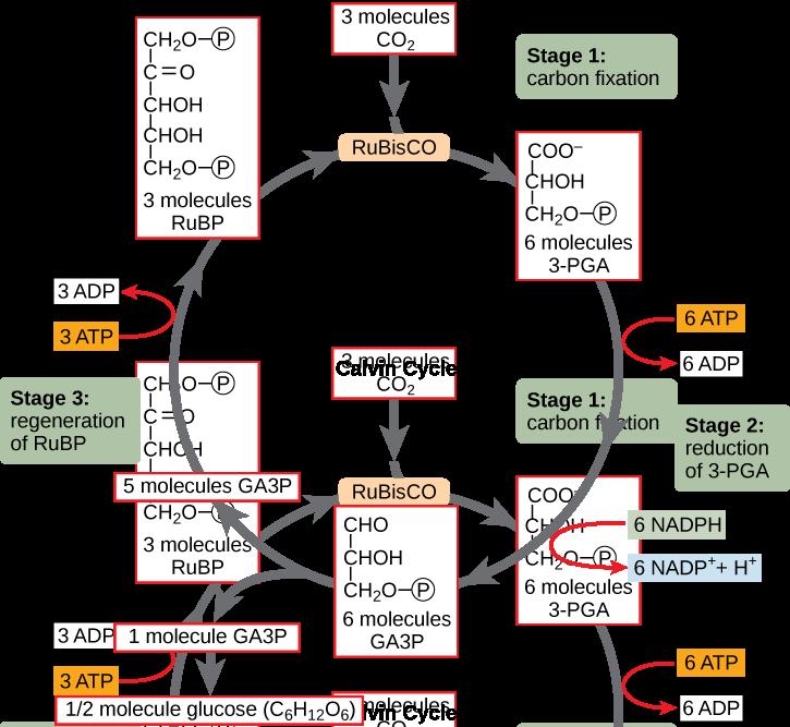 OpenStax-CNX module: m44449 3 Figure 2: The Calvin cycle has three stages. In stage 1, the enzyme RuBisCO incorporates carbon dioxide into an organic molecule, 3-PGA.