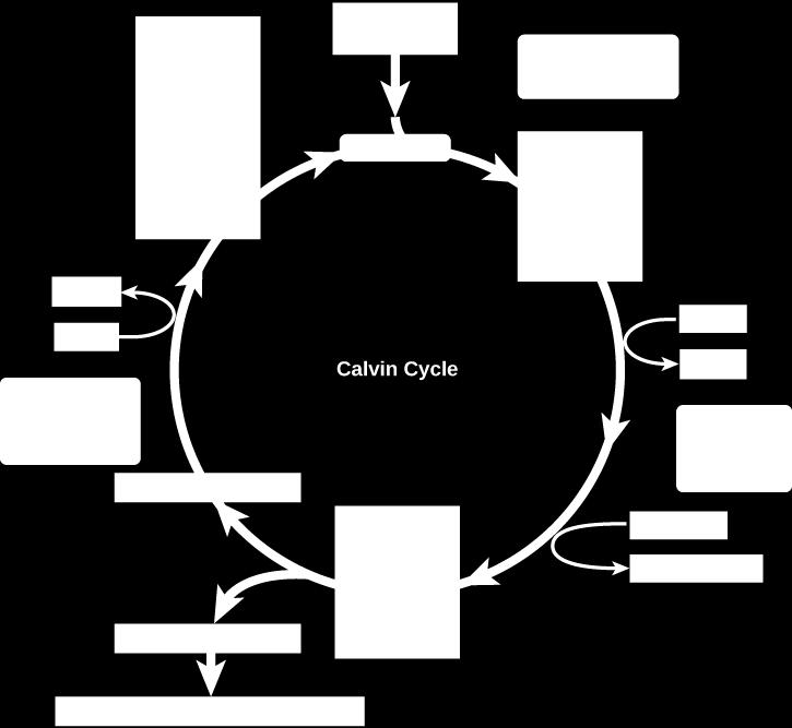Only one carbon dioxide molecule is incorporated at a time, so the cycle must be completed three times to produce a single three-carbon GA3P molecule, and six times to produce a six-carbon glucose