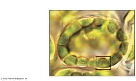 hotosynthesis occurs in chloroplasts in plant cells Thylakoids are often concentrated in stacks called grana and have an internal compartment called the thylakoid space, which has functions analogous