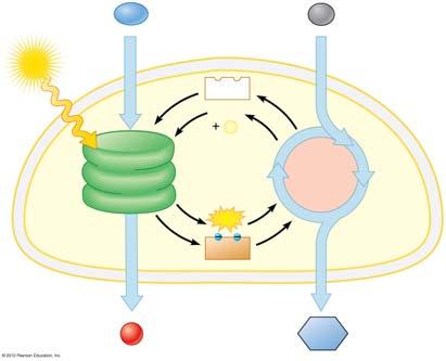 Figure 7.5_s3 H O CO Reactions (in thylakoids) NAD + AD AT (in stroma) THE LIGHT REACTIONS: CONVERTING SOLAR ENERGY TO CHEMICAL ENERGY NADH O Sugar 7.