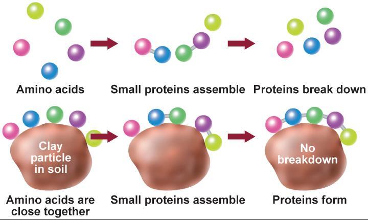 Origins: Modern Ideas Making proteins Life requires proteins, not just amino acids.