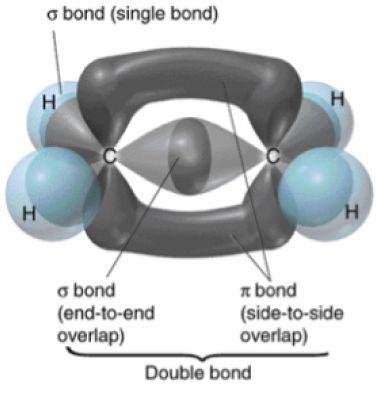 The remaining p orbitals of carbon form a pi bond.