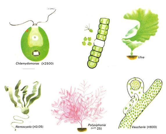 The sex organs of this group of kingdom plantae are not surrounded by a layer of sterile cells. 6. Embryo formation is absent. HABITAT: 1. Most of the algae are aquatic either fresh water or marine.