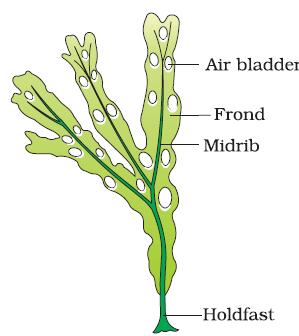 The plant body is usually attached to the substratum by a holdfast, and has a stalk, the stipe and leaf like photosynthetic organ the frond. Laminaria Fucus Dictyota 3.