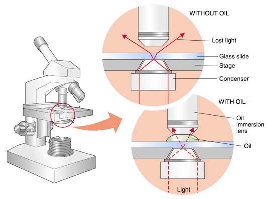Three main components of a microscope 1. Ocular 2. Objective lenses 3.