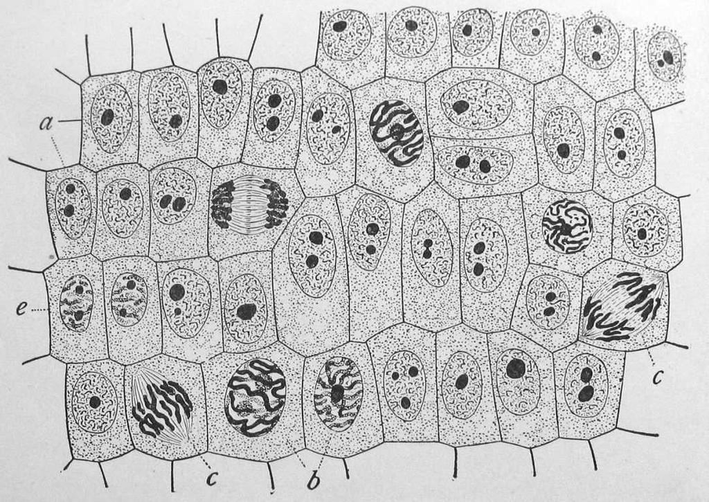 Identify at least 1 cell in each of the following stages: interphase prophase metaphase anaphase telophase