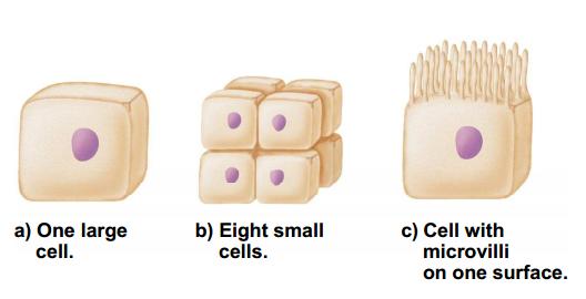 Why are smaller cells more efficient?