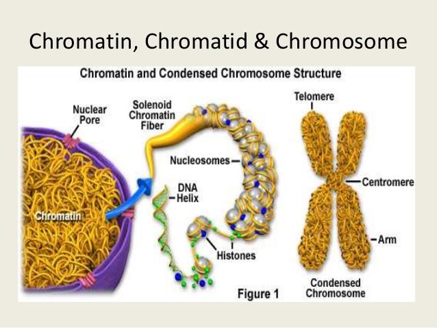 4. Structure of a Chromosome: Thin, Relaxed DNA (spaghetti) found in a cell NOT dividing One arm