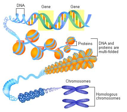 division) a. Chromatinb. Chromatidc. Chromosomed. Gene DNA Chromosome e.