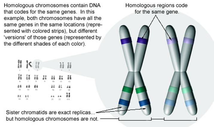 Same genes in the same locations Genes match but do not have to be identical!