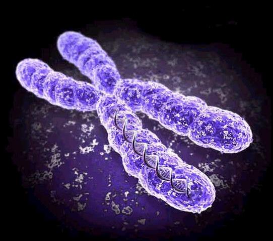 Chromosomes The DNA inside the cell is organized into chromosomes.