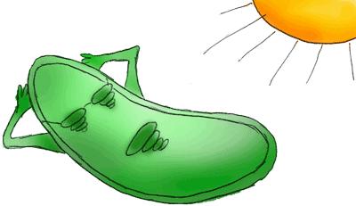 Name Date Your # Chloroplasts and Mitochondria Plant cells and some Algae contain an organelle called the chloroplast.