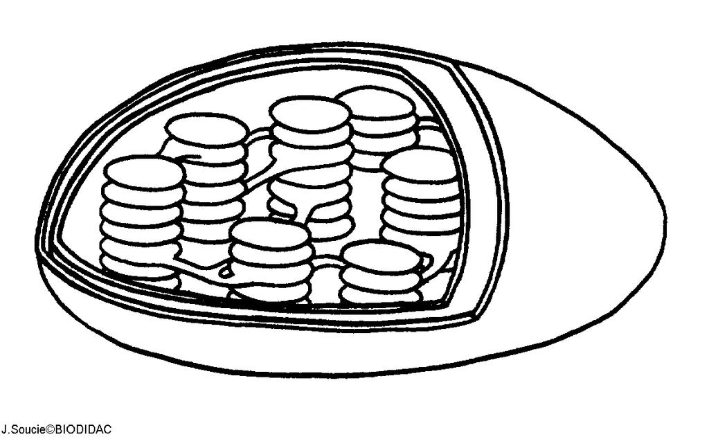 Chloroplasts are double membrane organelles with a smooth outer membrane and an inner membrane folded into disc-shaped sacs called thylakoids. Color and label the outer membrane light green.
