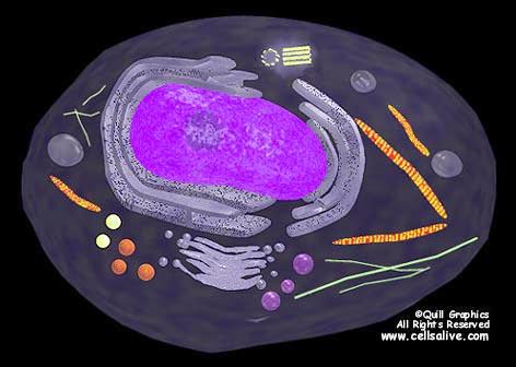 The student can look up the answers to related cell biology questions at cellsalive.com, example: Where are genes located?