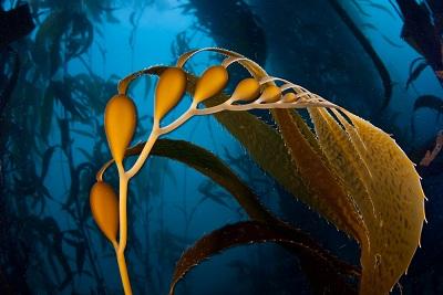 Q20. Kelp is a seaweed. Kelp can be burned to give out energy. Ethan Daniels/Shutterstock (a) Draw a ring around the correct answer to complete each sentence. endothermic.