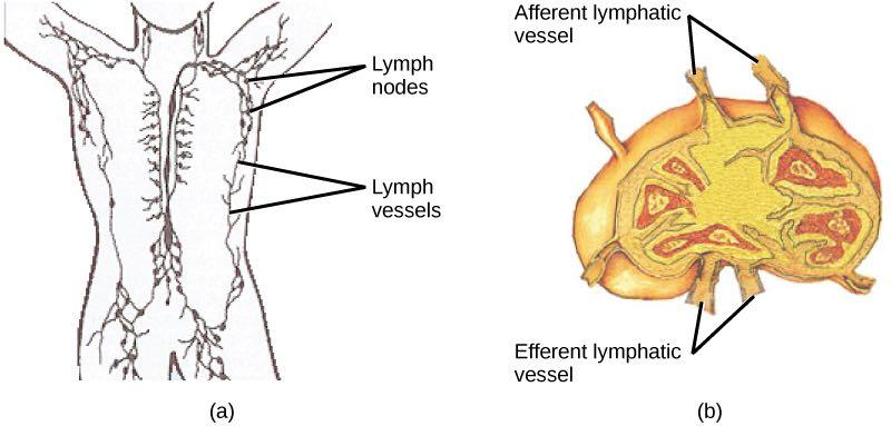 Lymph nodes function to produce lymphocytes, cells that work to protect the body from foreign invaders.