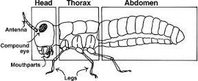 Introduction to insect morphology Insects are in the phylum Arthropoda.