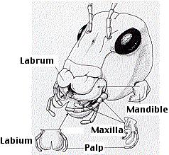 Mouth parts in typical insect Mouthparts: consists of different parts including: Labrum (1) (Upper lip) Mandibles (2) (Jaws) Maxillae (2) (More jaws)