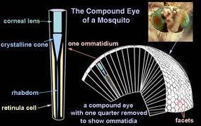 28,000 ommatidia comprise a single compound eye