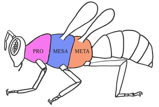 Insect thorax Prothorax: Bears 1 pair of legs Mesothorax: Bears 1 pair