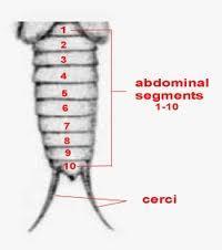 The insect abdomen Insect abdomen is comprised of 6