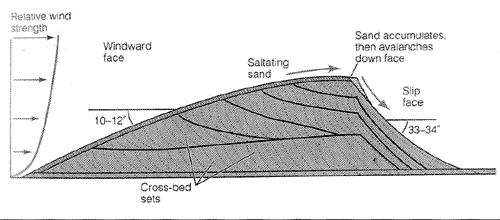 Sand Dune A mound or ridge of sand