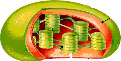 Plant Cell 3.